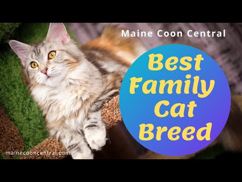 Why Maine Coons Are Best Cat Breed For Families