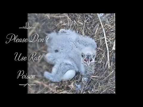 SWFL Eagles * E14 Necropsy Results * Courtesy of CROW