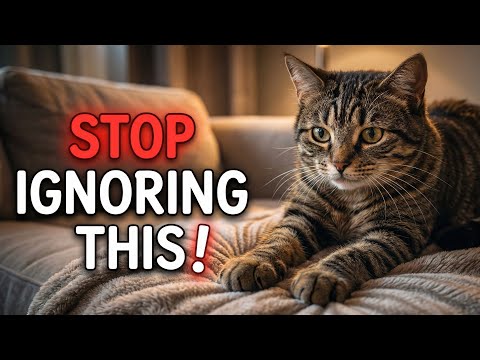 CAT KNEADING Explained: Everything You Need to Know🐾
