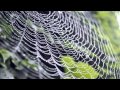 Alexis Ffrench - Truth Vibrations 