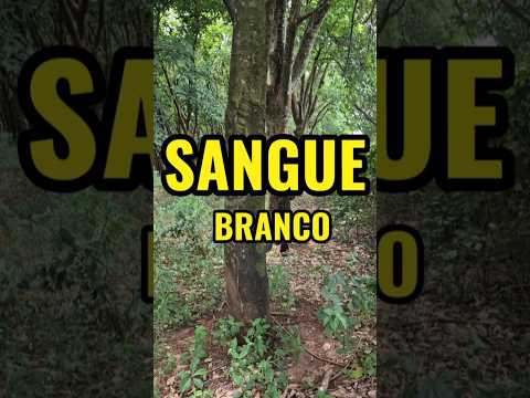 Plantação de seringueira em Palestina São Paulo #siringueira #latex #borracha #agro #agricultura