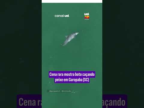 Cena rara mostra boto caçando peixe em Garopaba (SC)
