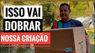 A CRIAÇÃO DE AVES DO SÍTIO VAI AUMENTAR.