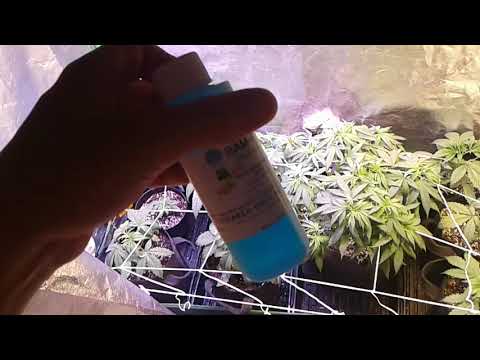 New Gardening Product! BAM FX ON MEDICAL CANNABIS RESEARCH