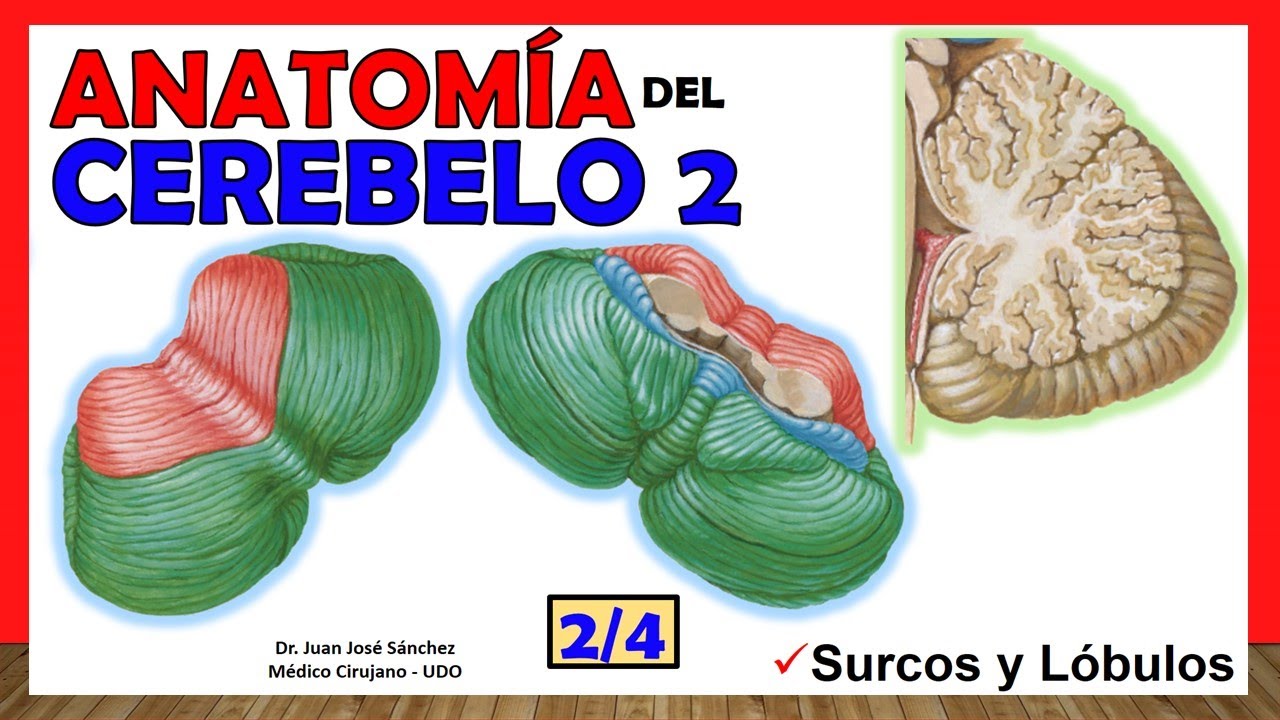 🥇 Anatomía del CEREBELO 2/4. (Lóbulos, divisiones) ¡Explicación Sencilla!