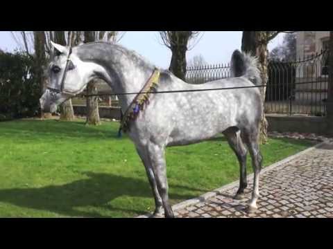 roxanne roblot bouvier  "Shawan du Klintz"