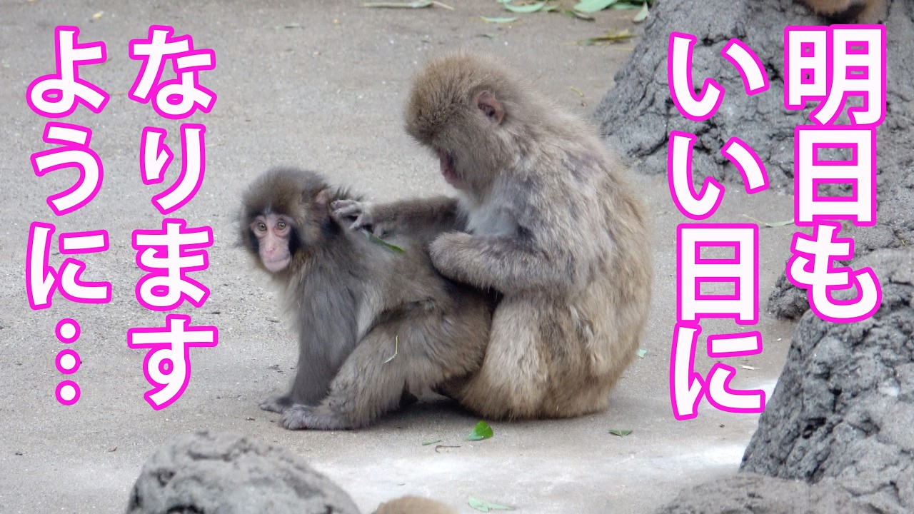 【癒し】夕方、のんびり毛づくろいをしてもらうパンチくん。 市川市動植物園 “ぬいぐるみがお母さん”の子ザル「パンチくん」Punch the monkey 　4K　高画質