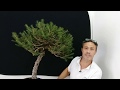 Creare un bonsai di abete dando stile