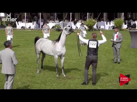 N.122 AL ARYAM KHALOOD - Ströhen 2017 Int B-Show - 3 Years Old Fillies (Class E)