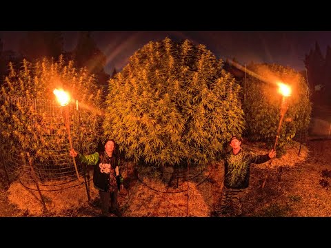 The "Battle Of The Trees" Ep 14 | "The Night Before Harvest"