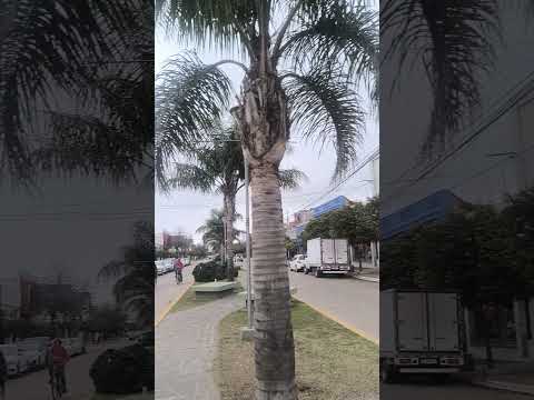 LA CARLOTA , PROVINCIA DE CÓRDOBA, REPÚBLICA ARGENTINA. #miniflete #flete #mudanza