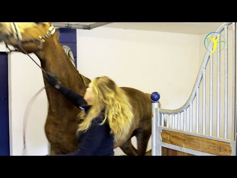 Pferd ungehorsam - tritt gezielt - schlägt mit dem Kopf und lässt sich nicht führen