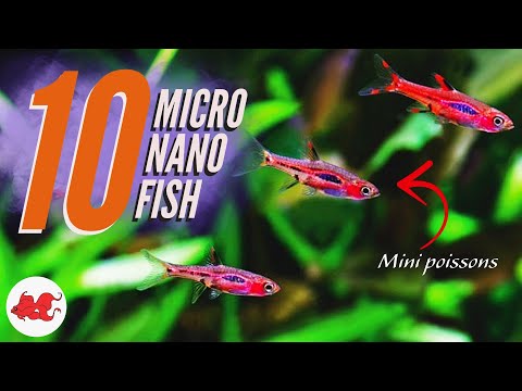 TOP 10 Micro Nano fish pour petits aquariums