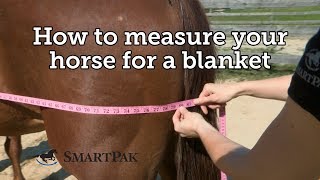 How to measure your horse for a blanket