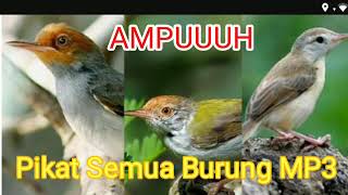 Download lagu Suara pikat segala jenis burung di alam liar MP3 mp3 Download lagu Suara pikat segala jenis burung di alam liar MP3 mp3