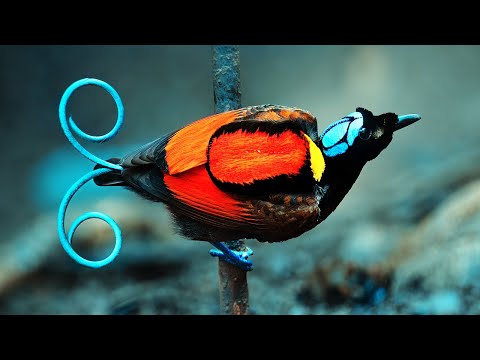 10 Most Beautiful Birds Of Paradise