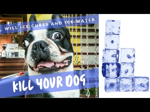 Is Giving Ice Water Dangerous to Dogs?