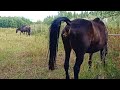 Horse Poop And Horses In Village
