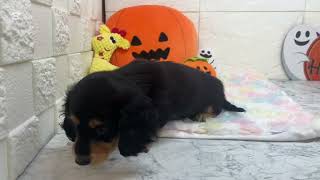 ミニチュアダックスの動画01