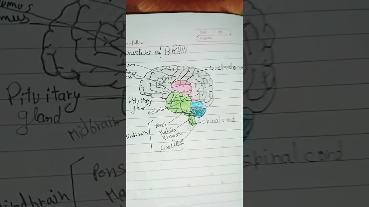 full labelled diagram of brain 🧠