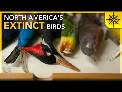 The Beautiful American Birds We'll Never See