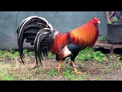 Gallos hatch, Kelso, Sweater, Roundhead, Leiper, Albany, Mclean, BrownRed,  Pumpkin,