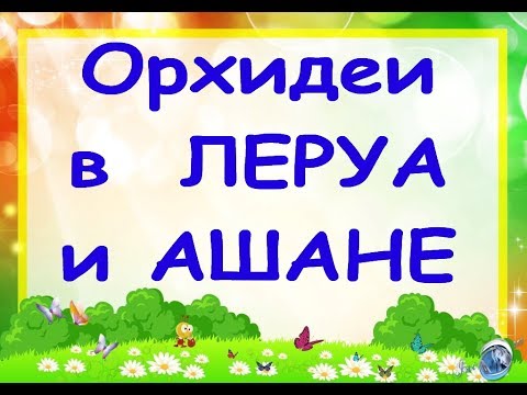 ОРХИДЕИ в ЛЕРУА и АШАНЕ,ТЦ "Космопорт",Самара,30.08.19.ПРИВЕТ Ринату Фахрутдинову :)