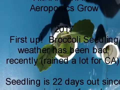 download lagu mp3 mp4 Green Star Lettuce, download lagu Green Star Lettuce gratis, unduh video klip Green Star Lettuce