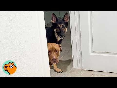 Stray Dog Appeared in Woman's Garage… And Changed Everything | Cuddle Buddies