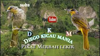 Download lagu Suara pikat Merbah lekir ampuh 💯% 2021 mp3 Download lagu Suara pikat Merbah lekir ampuh 💯% 2021 mp3