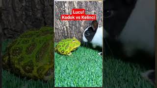 Download lagu Pertarungan kodok vs kelinci #binatanglucu #kodok #kelinci mp3