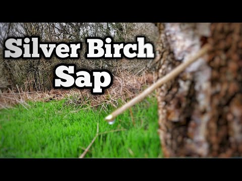 Collecting Birch Sap