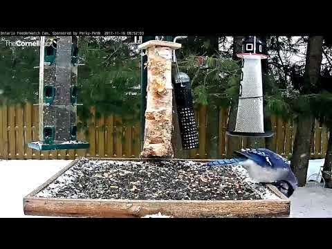 Blue Jay Splits Sunflower Seeds Open With Bill – Nov. 16, 2017