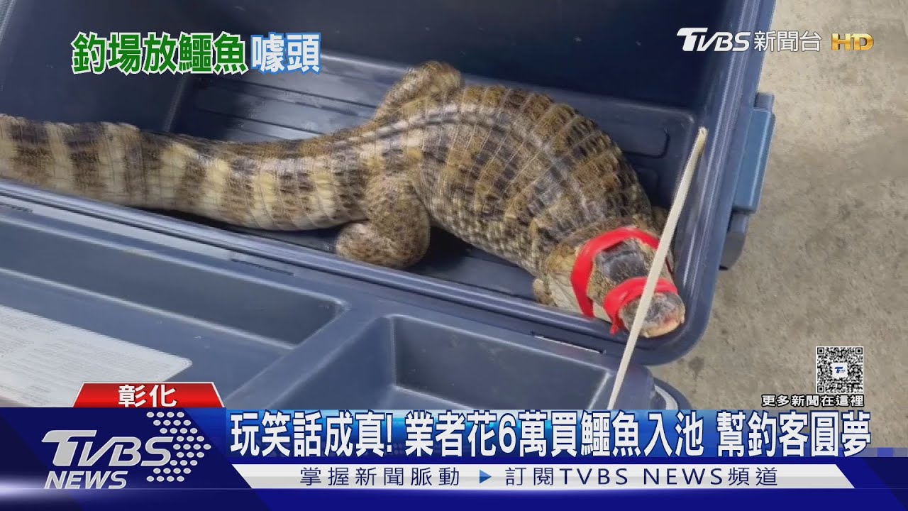 「放鱷魚」不是玩笑話!釣魚場老闆6萬購入 釣客嗨翻圓夢了