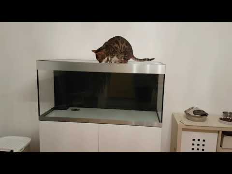 Oase Highline 300l - Katzenerprobung -Katzensicherheit