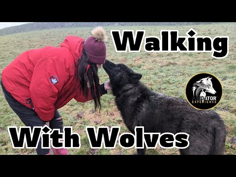 Walking with Wolves in Cumbria
