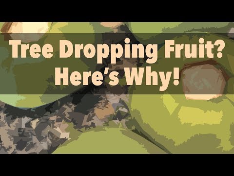 download lagu mp3 mp4 Persimmon Fruit Drop, download lagu Persimmon Fruit Drop gratis, unduh video klip Persimmon Fruit Drop