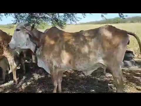 ➡️PROMOÇÃO 10 Vacas paridas da Raça GIR: 7.000 mil reais cada em Currais Novos/ RN*ZAP 84 99810 2784