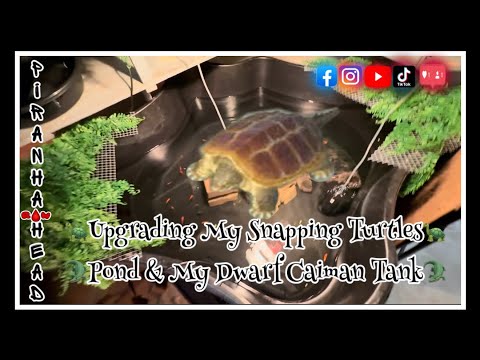 Upgrading My Snapping Turtles Pond & My Dwarf Caiman Tank
