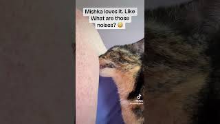 Mishka is strange 😁 #fyp #catvideos -#funny #happy #tortoiseshellcat