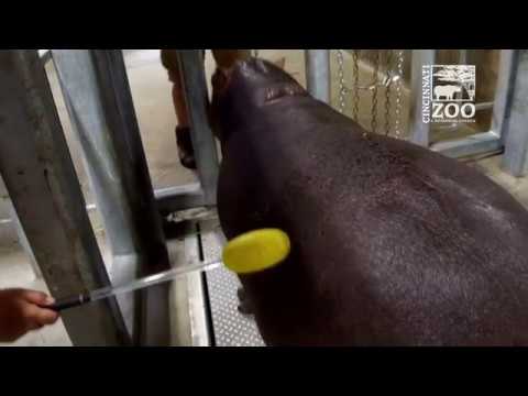 Fiona the Hippo Training to Give Blood (Fiona Show S3 Ep1) - Cincinnati Zoo