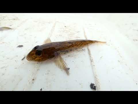 Hlaváč černoústý (Neogobius melanostomus) býček/round goby/Schwarzmund-Grundel/Babka śniadogłowa