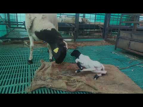 Dorper Generation Male kid Born today.. Vasantha Farms Status: 09-OCT-2022.