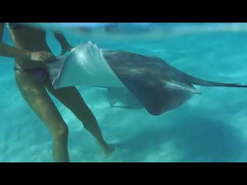 Tara202-Кавабанга