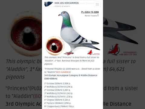 princess Olympic bird #olympics #kabootar #shorts #shortvideo