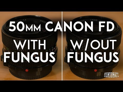 Comparing a Lens with Fungus to One Without