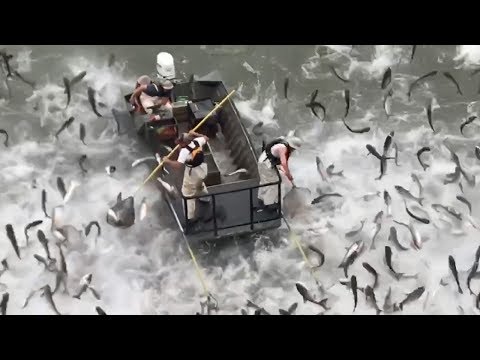 EE.UU. | Electrocutan a cientos de peces carpa para evitar su sobrepoblación