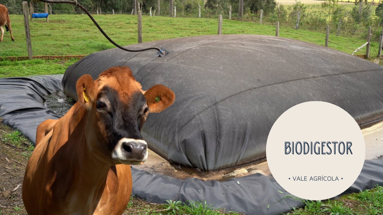 Produtores usam vacas para produzir gás caseiro!