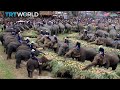 Thailand S National Elephant Day