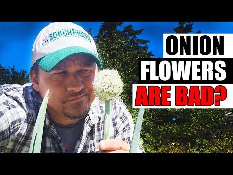 How To Grow An Onion From An Onion Bottom 2019